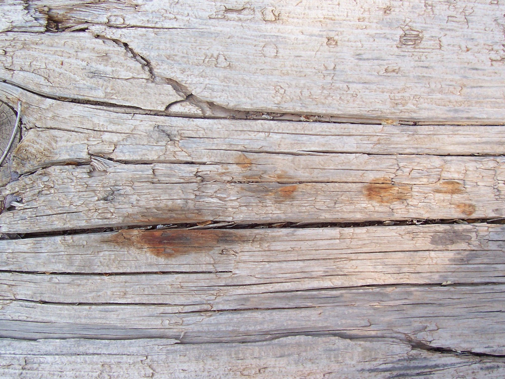 DeadWood_23.jpg