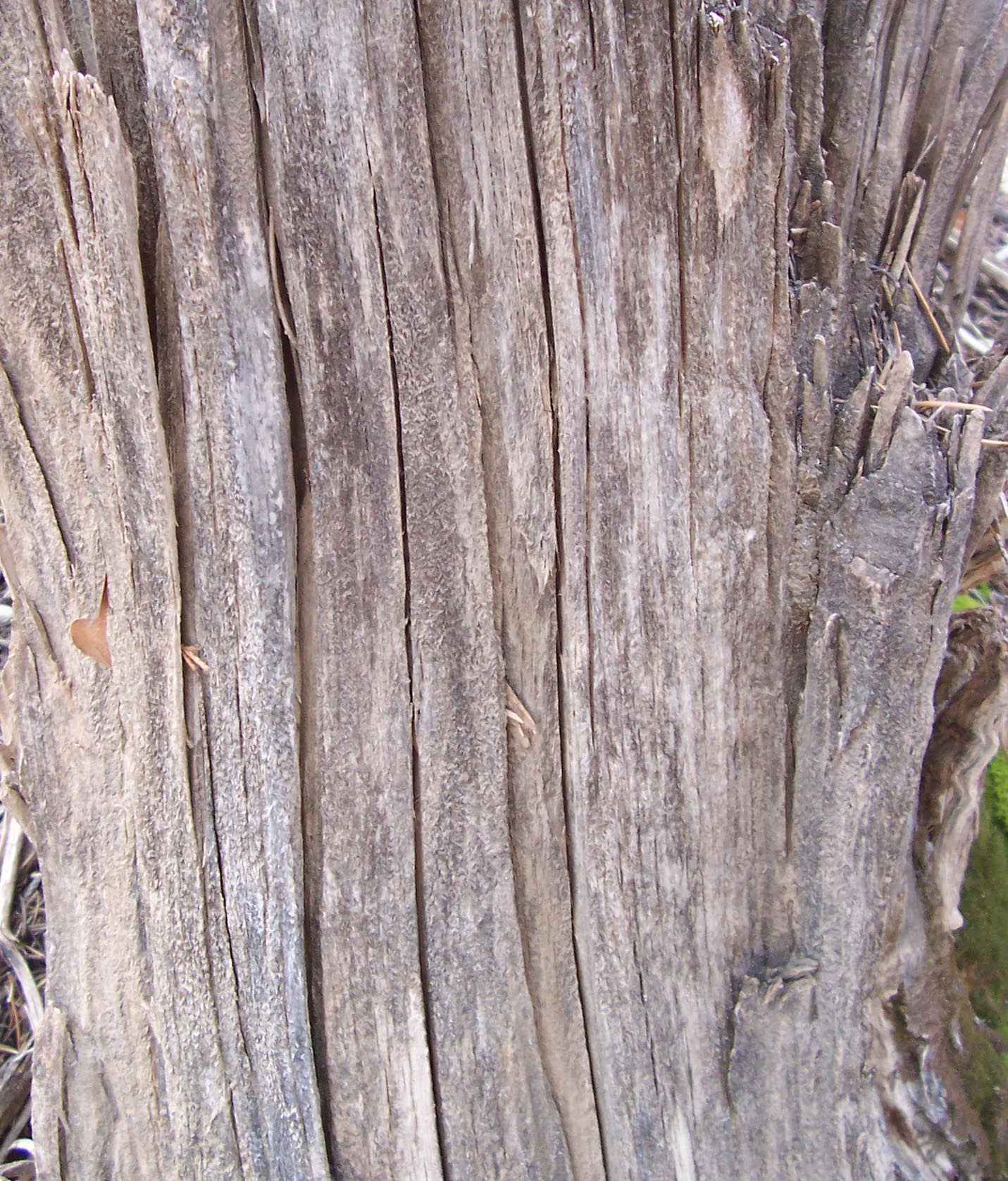 DeadWood_27.jpg