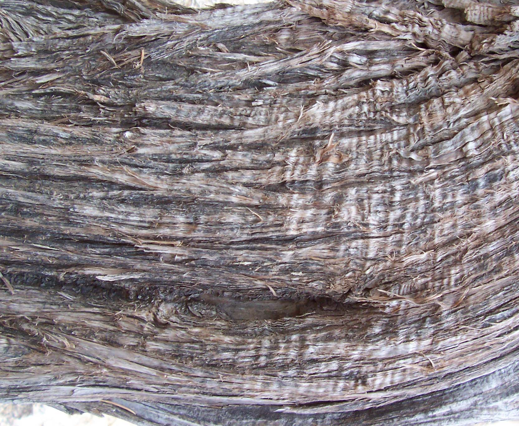 DeadWood_28.jpg