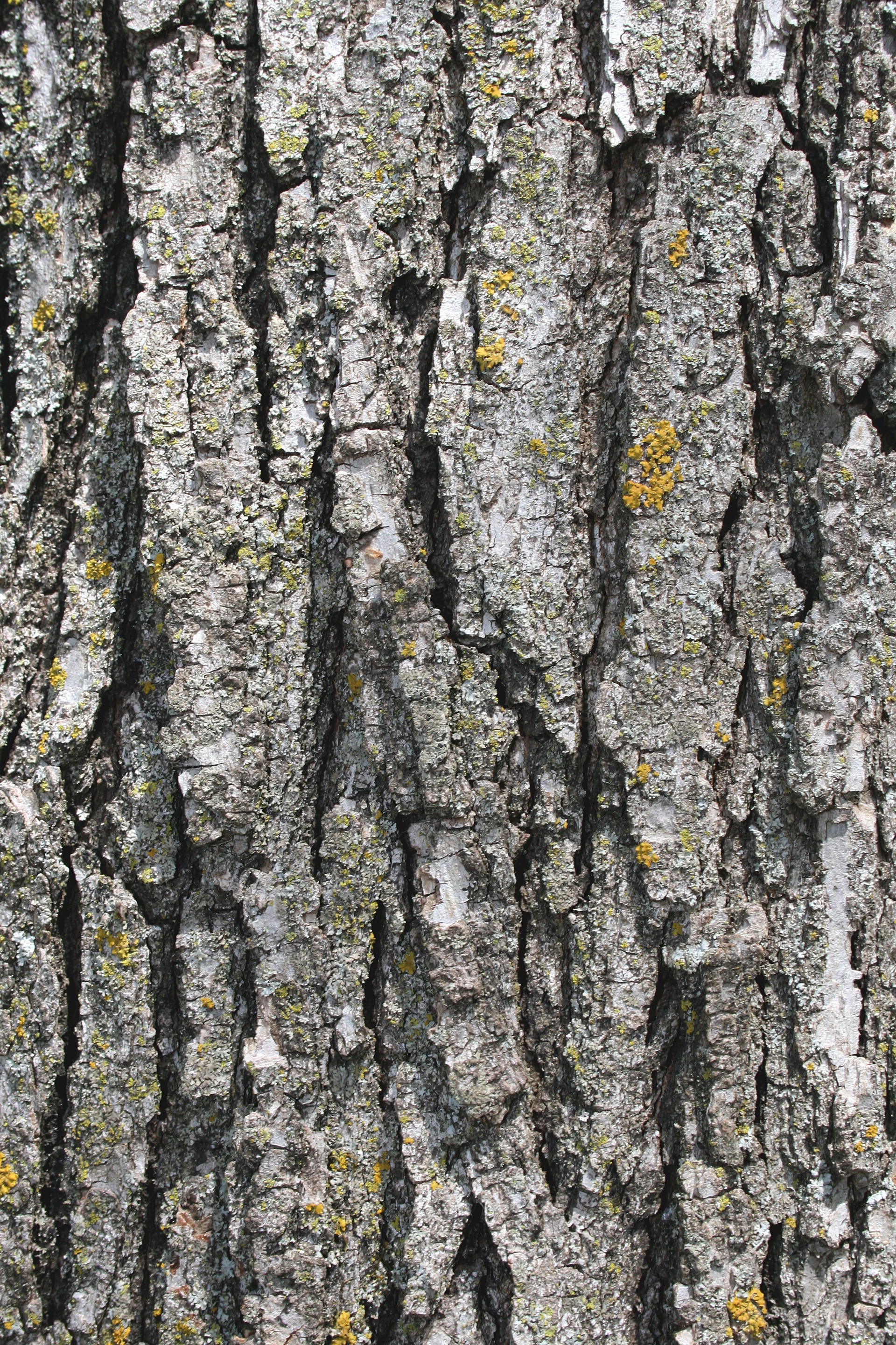 designtnt-textures-bark-2_ͼ.jpg