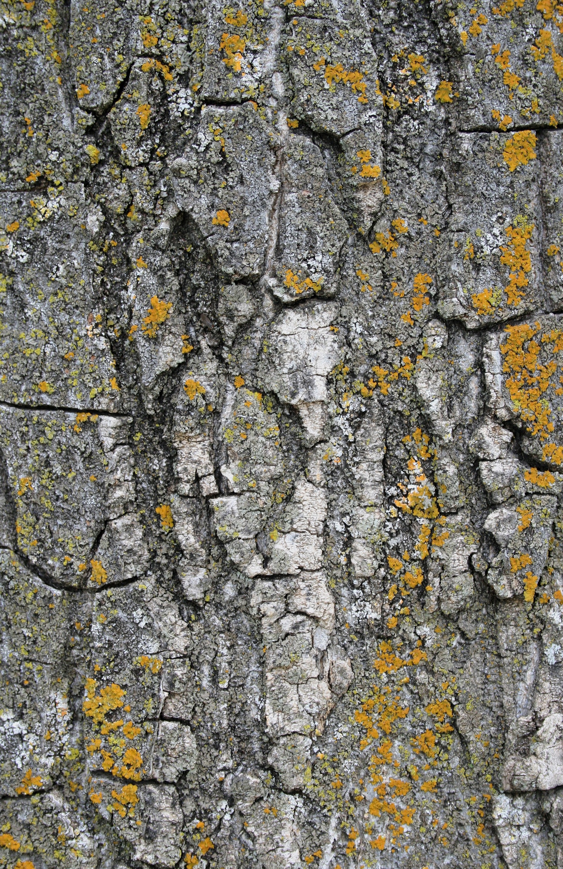 designtnt-textures-bark-3_ͼ.jpg