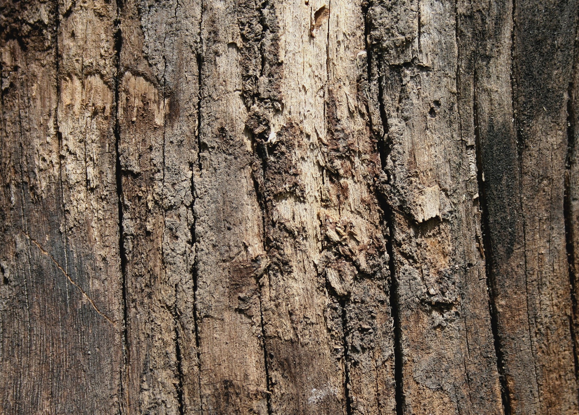 designtnt-textures-bark-5_ͼ.jpg