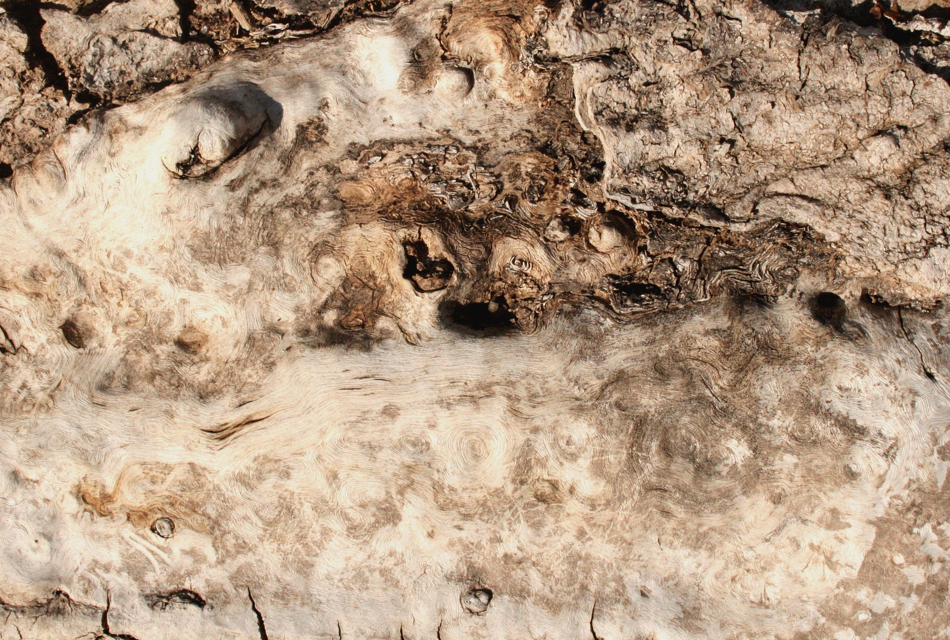 designtnt-textures-bark-6_ͼ.jpg