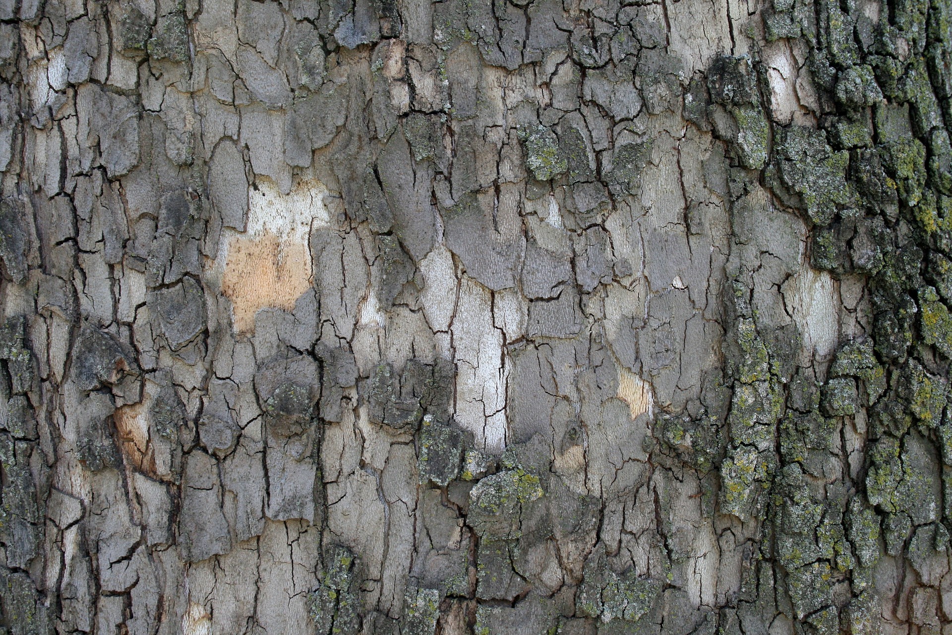designtnt-textures-bark-9_ͼ.jpg