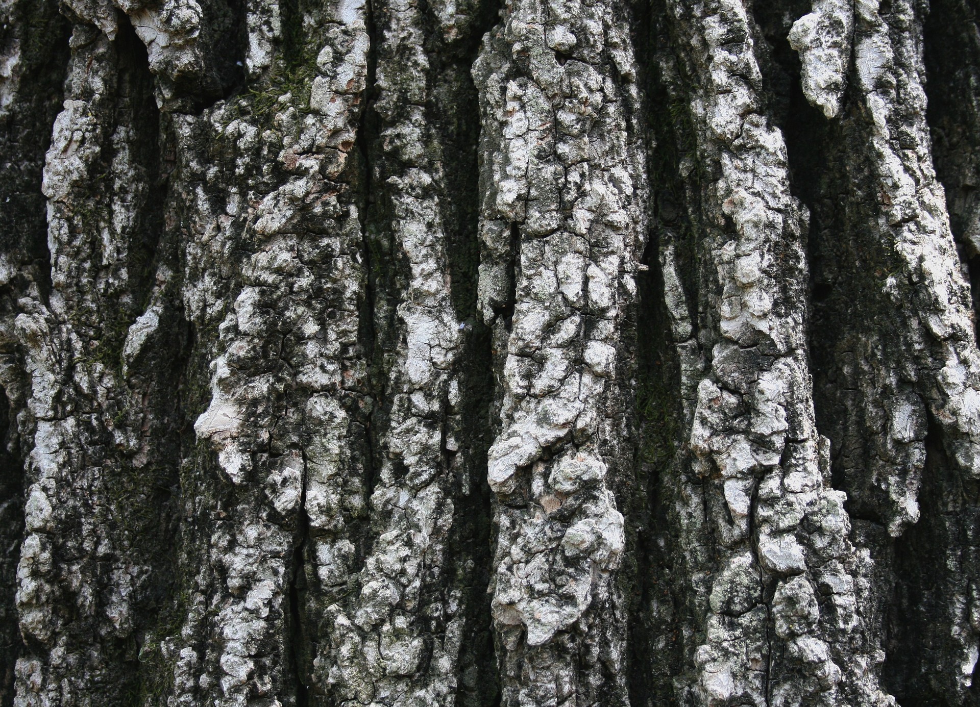 designtnt-textures-bark-10_ͼ.jpg