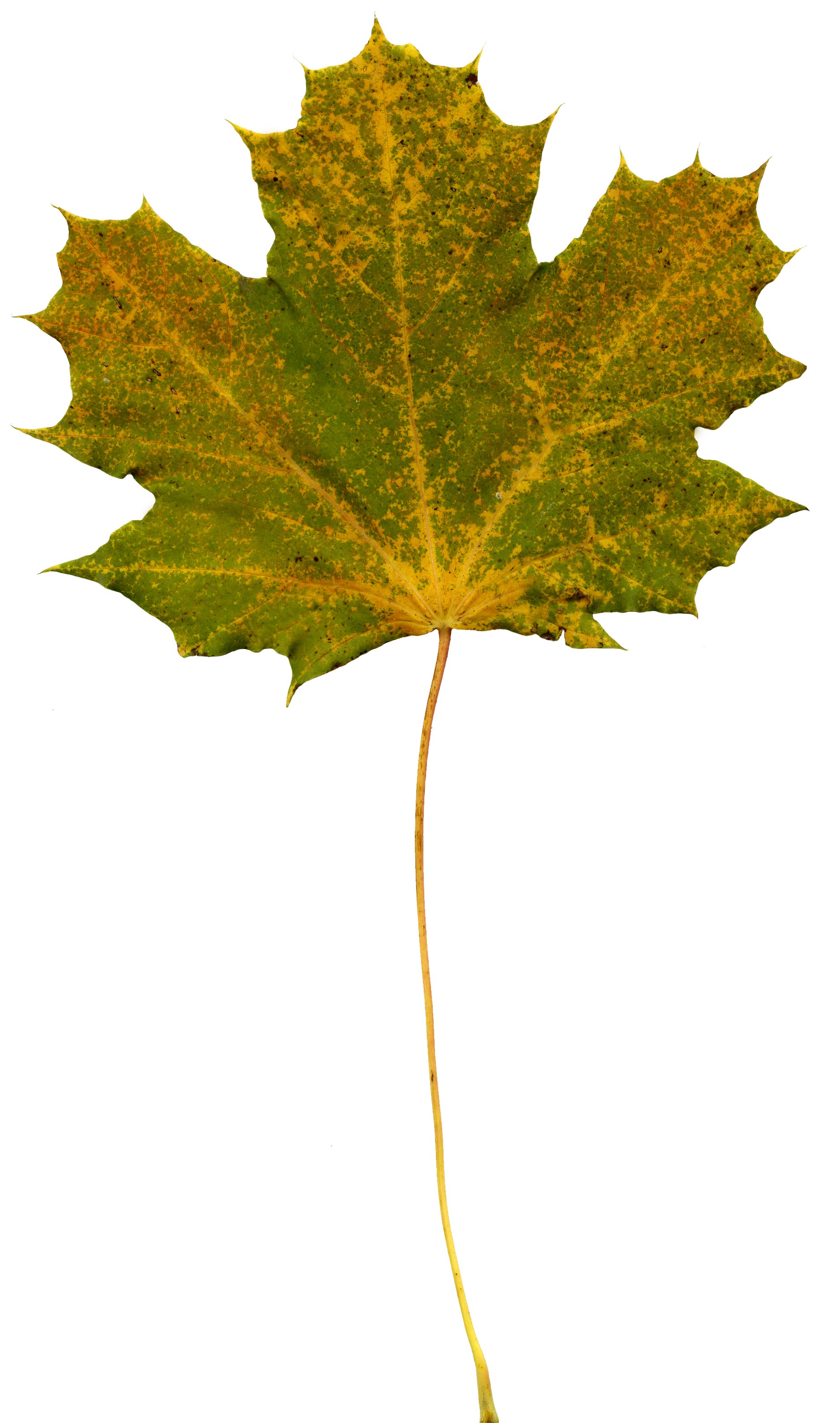 MAXƷ-Ҷ (145).jpg