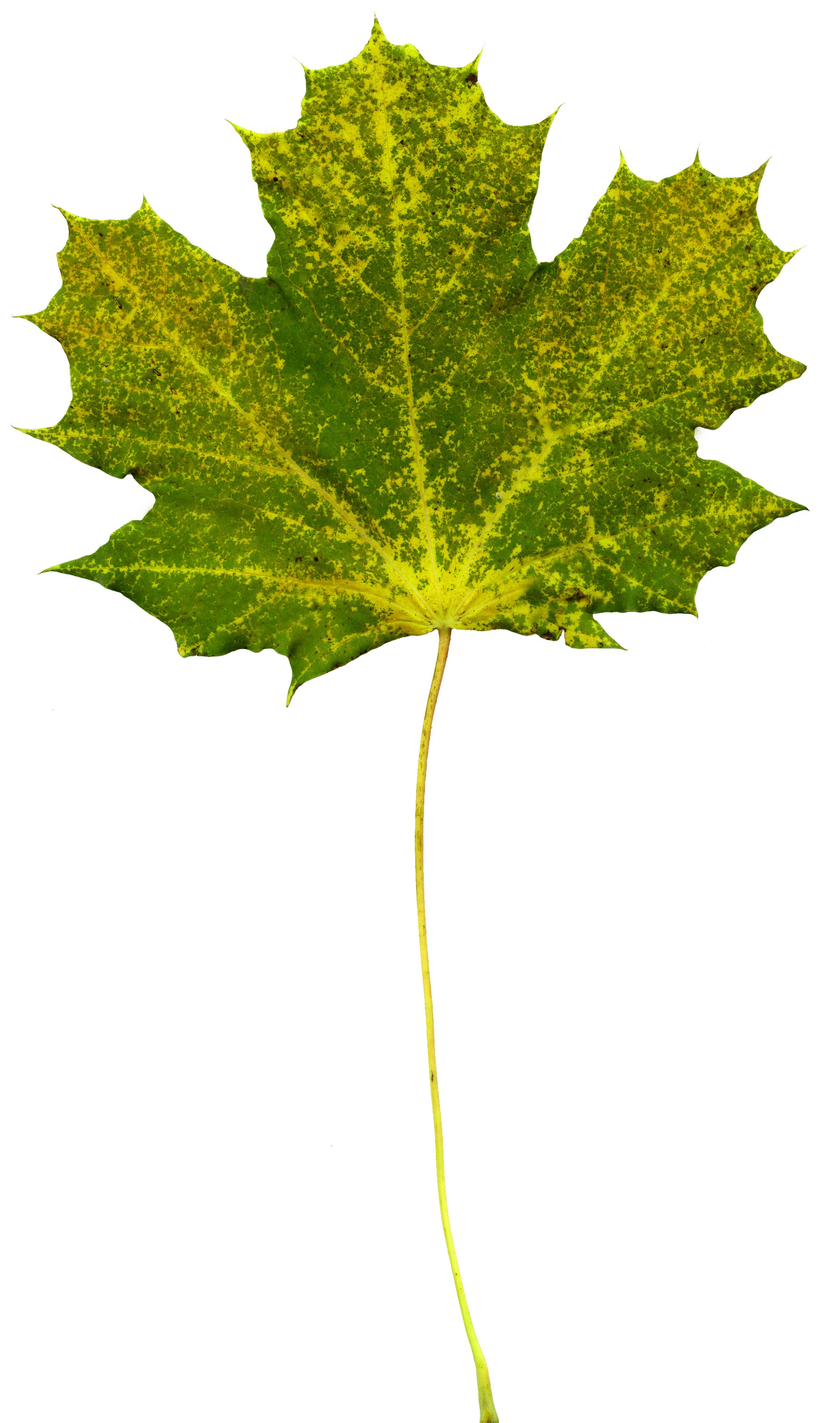 MAXƷ-Ҷ (146).jpg