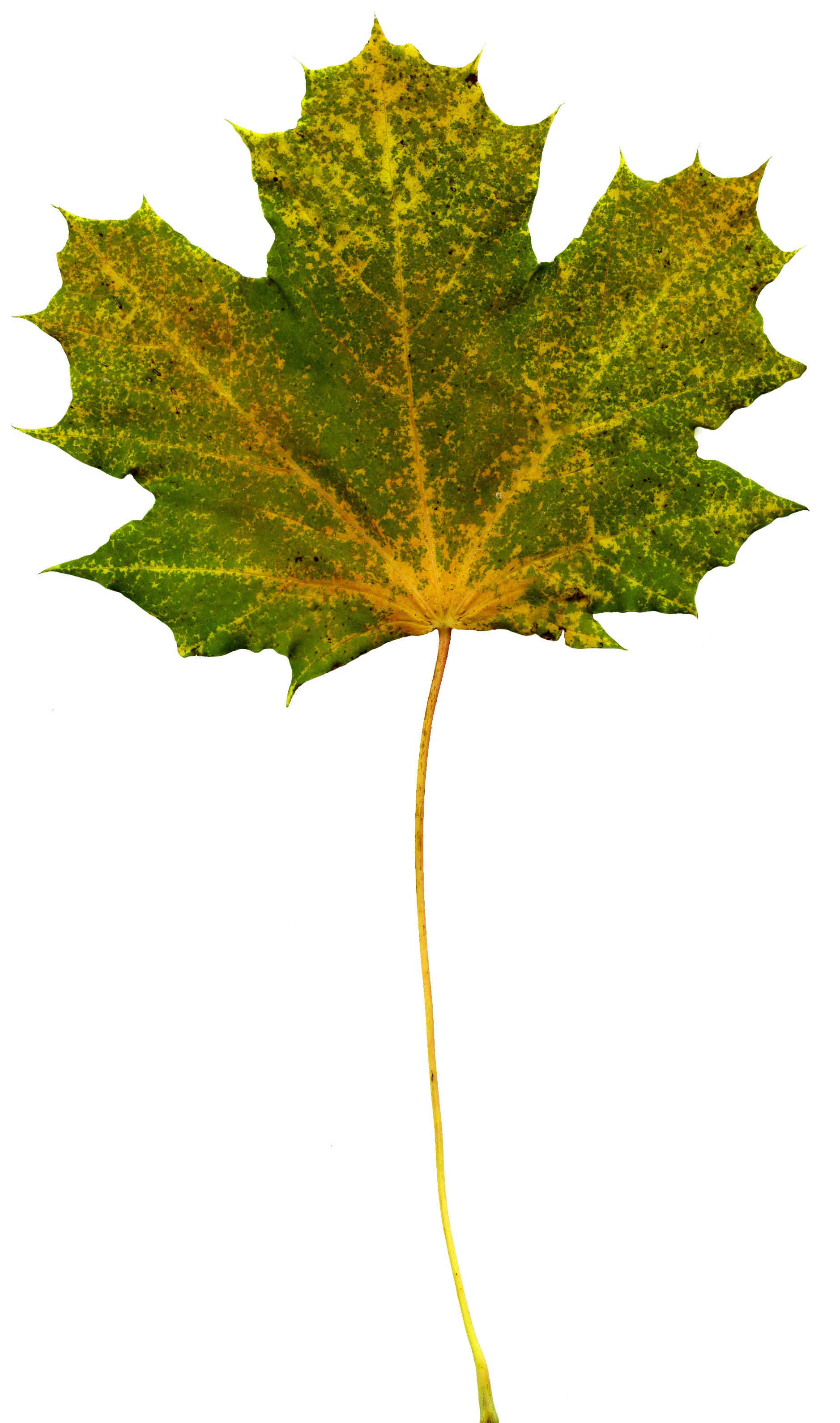 MAXƷ-Ҷ (148).jpg
