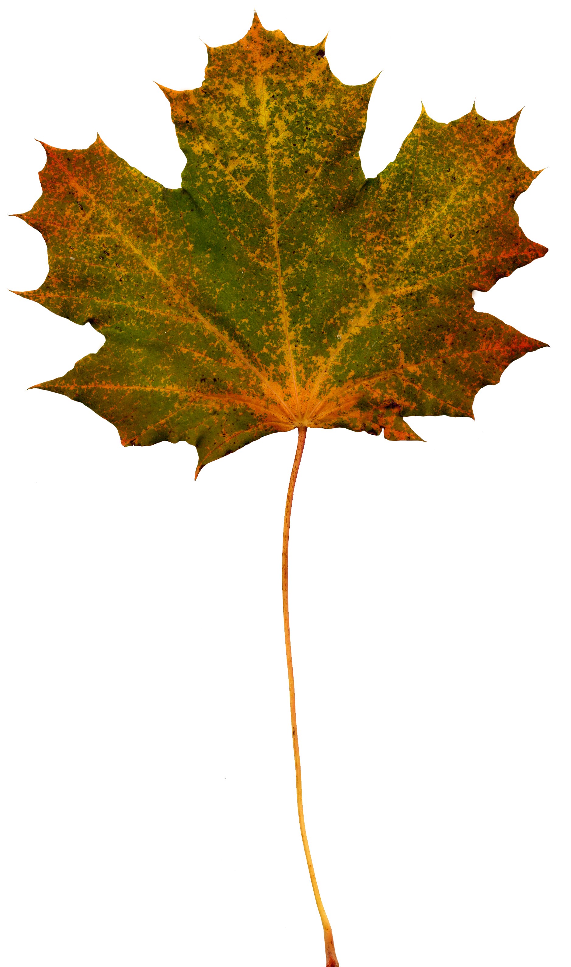 MAXƷ-Ҷ (149).jpg