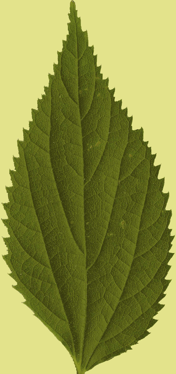 MAXƷ-Ҷ (191).jpg