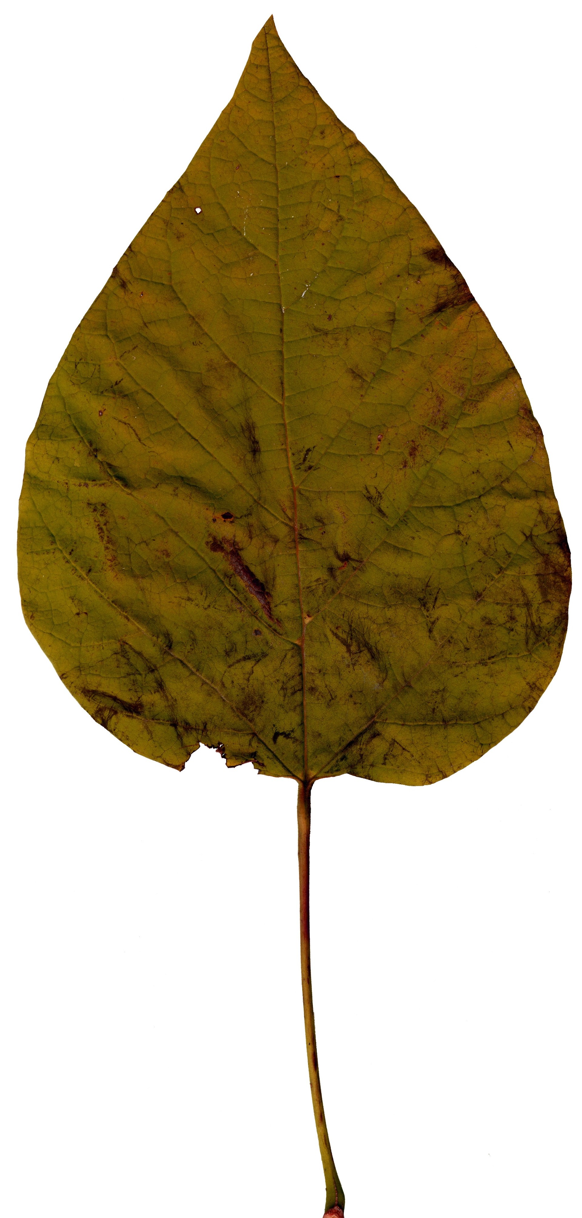 MAXƷ-Ҷ (257)_ͼ.jpg