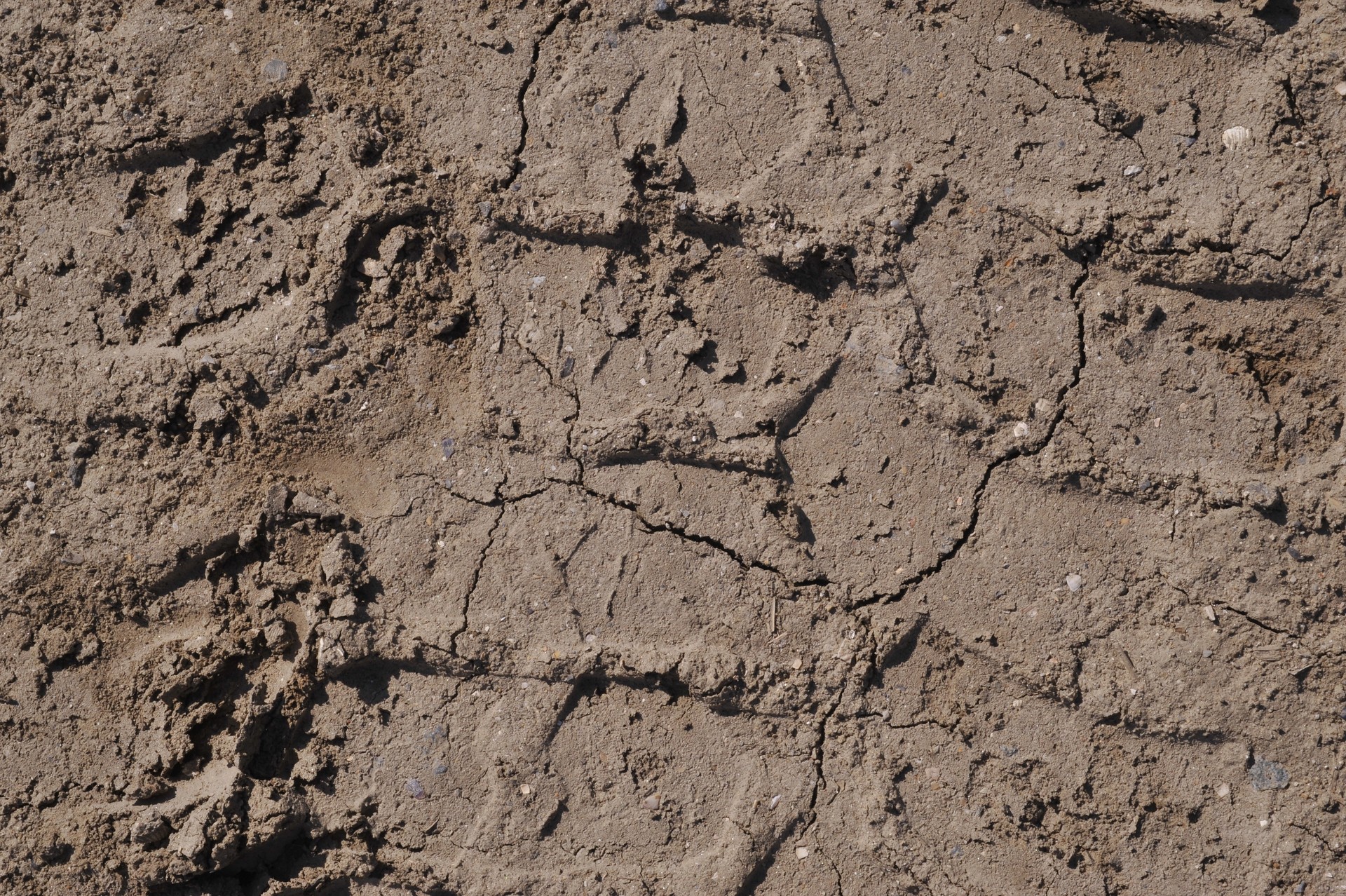designtnt-textures-cracked-ground-3-5_ͼ.jpg