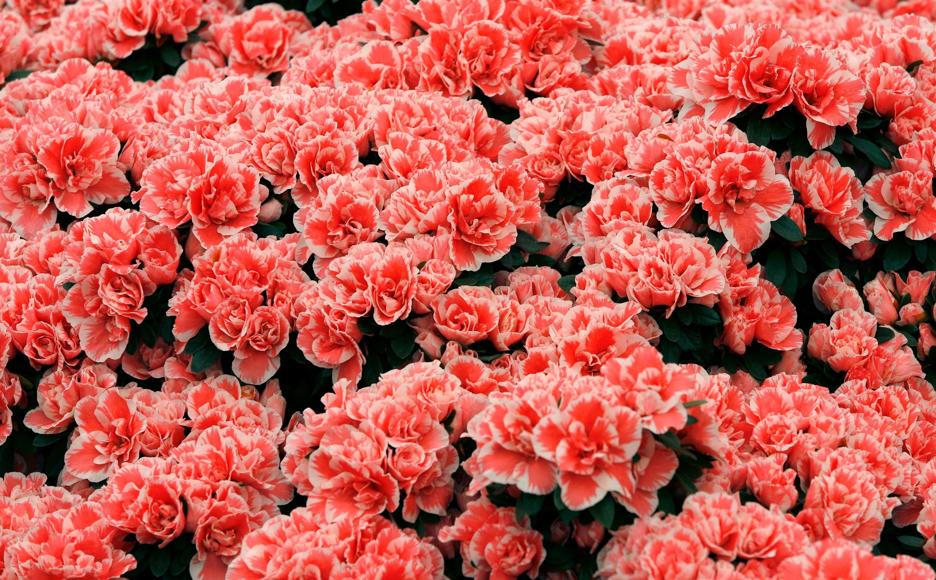 MAXƷ-ʻ (35).jpg