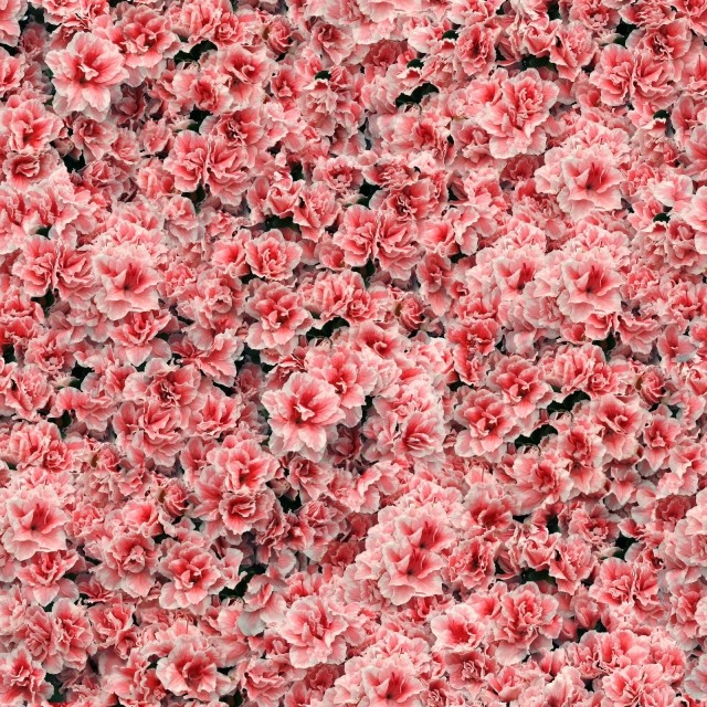 MAXƷ-ʻ (36).jpg
