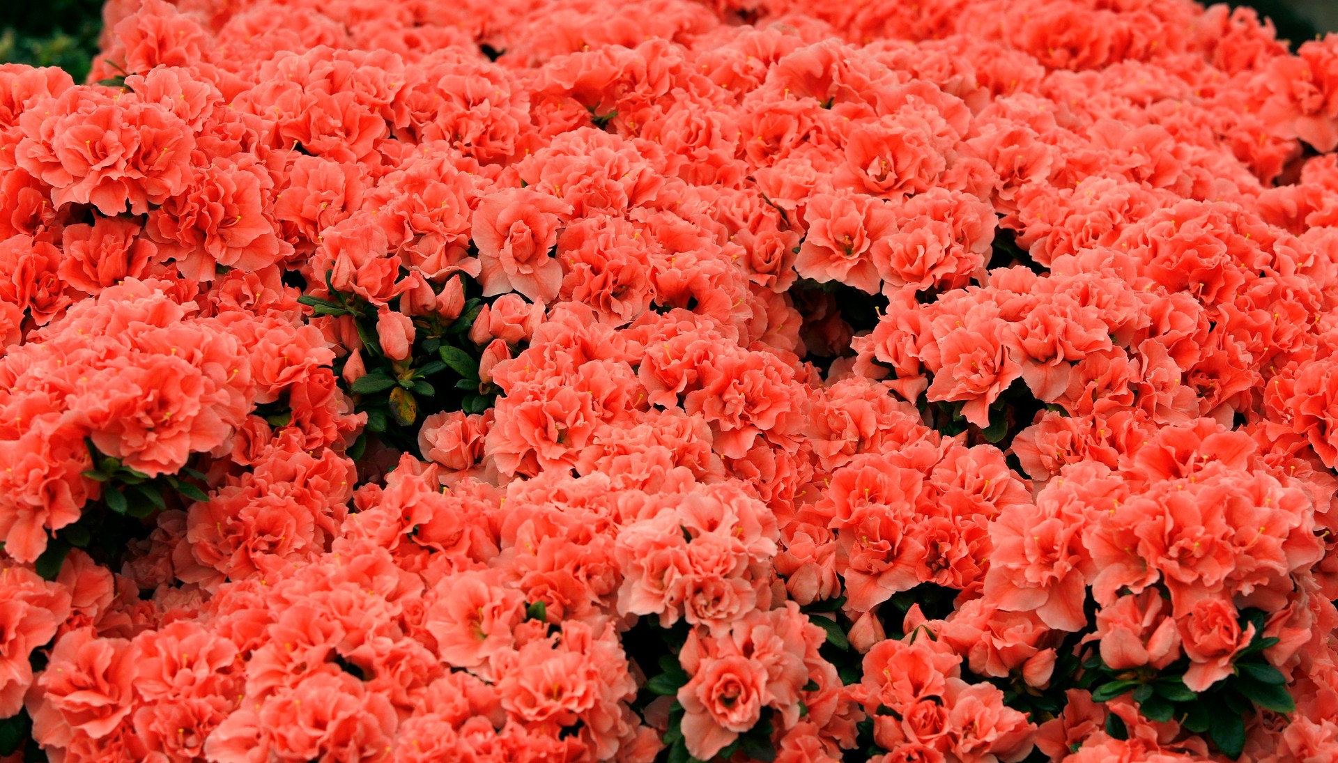 MAXƷ-ʻ (39).jpg