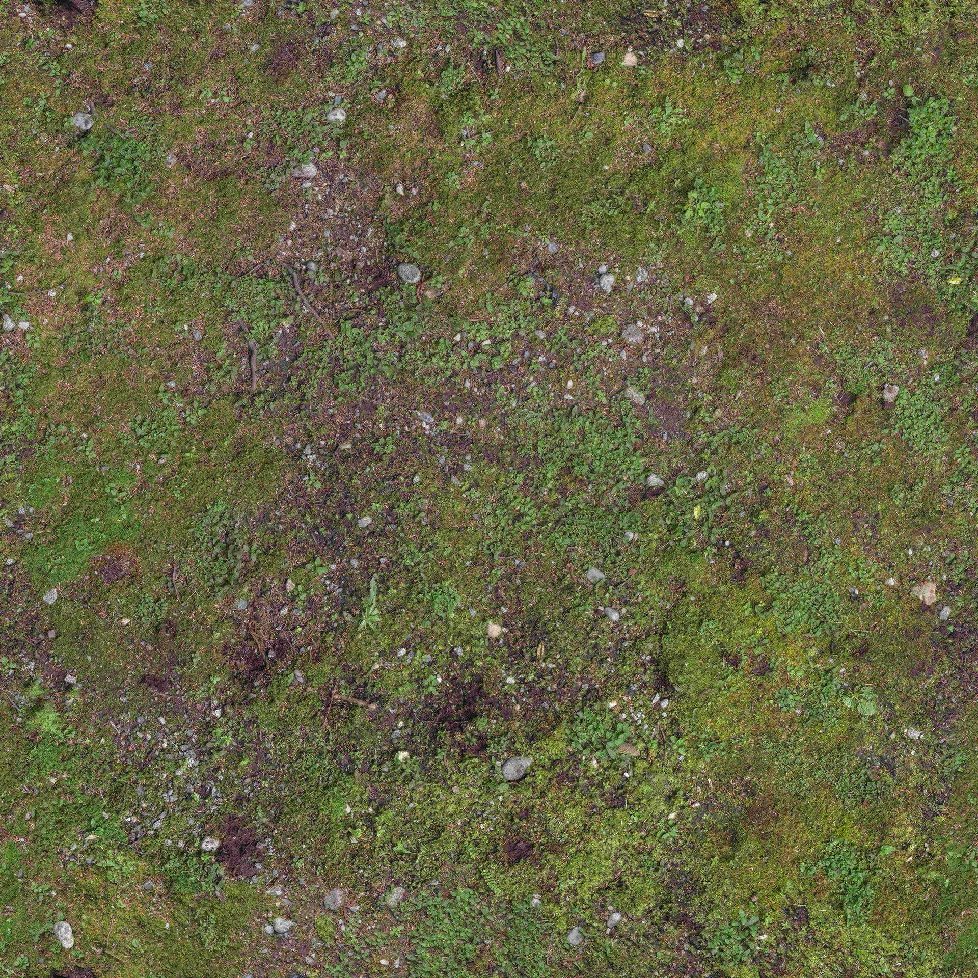 GroundForest003_COL_VAR1_HIRES_ͼ.jpg