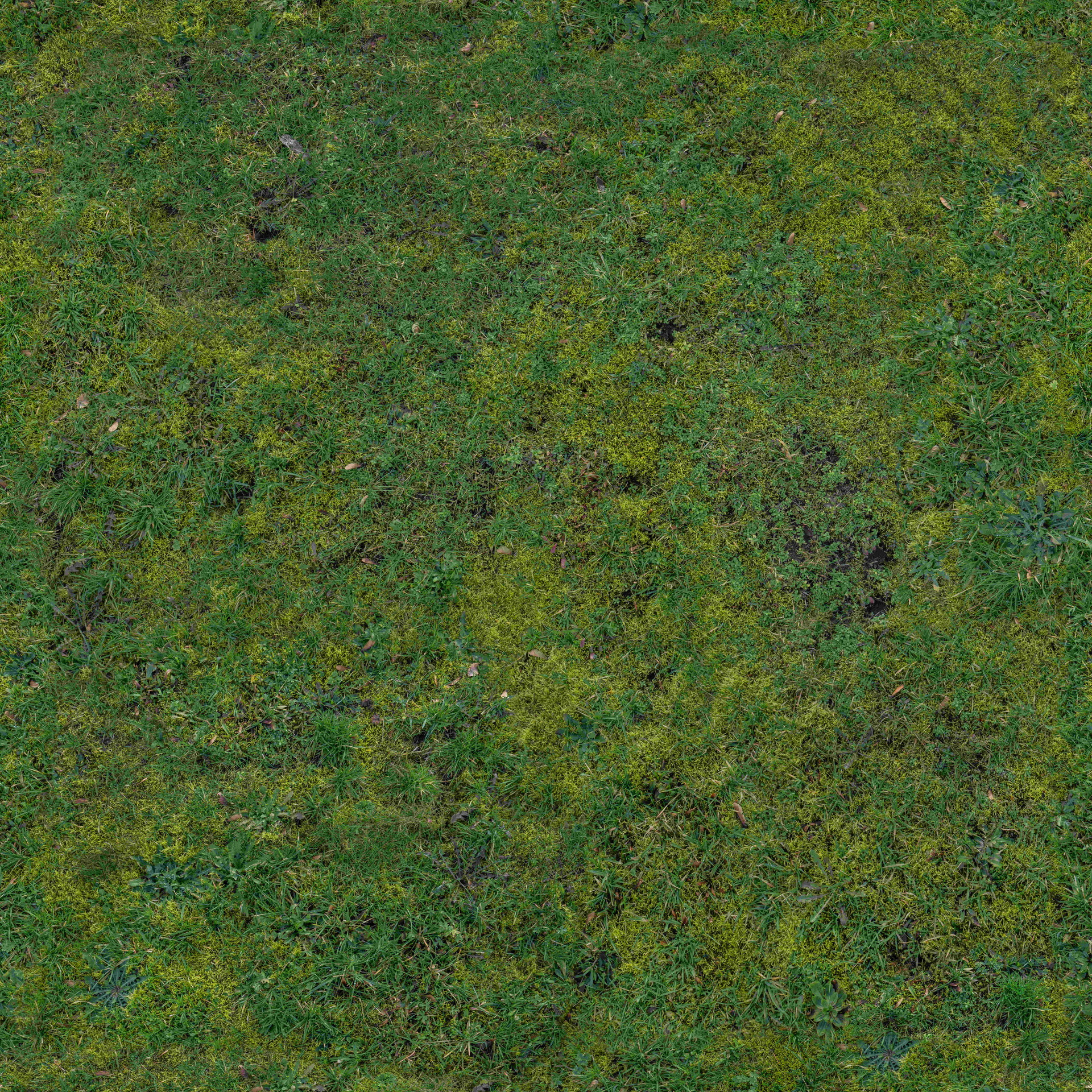 GrassShort001_COL_VAR1_HIRES_ͼ.jpg