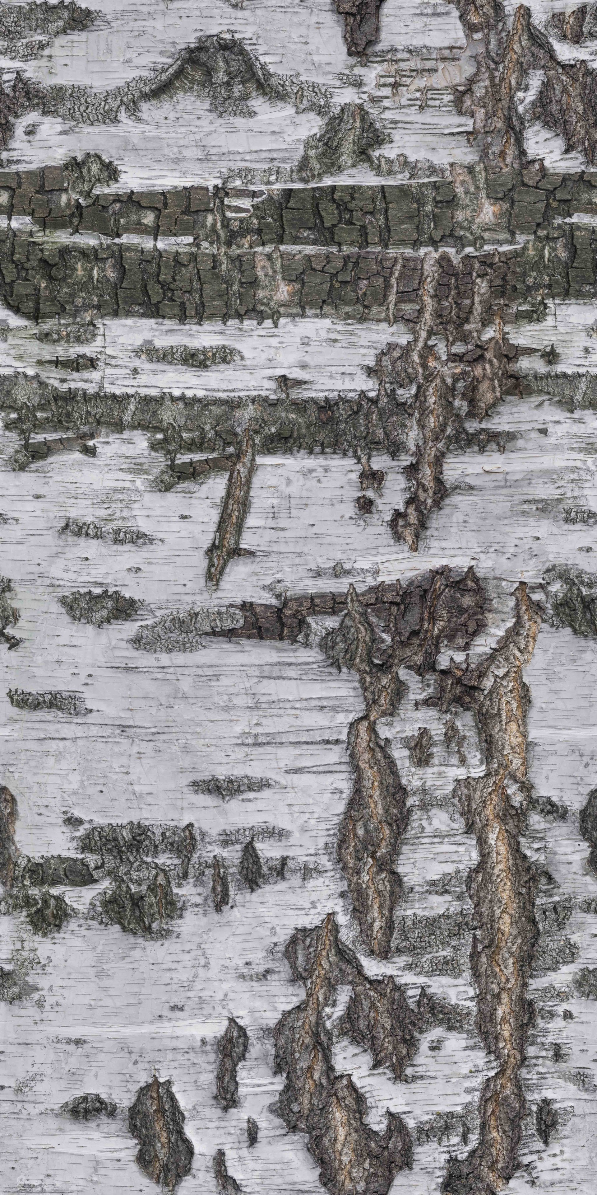 BarkBirch003_COL_HIRES.jpg