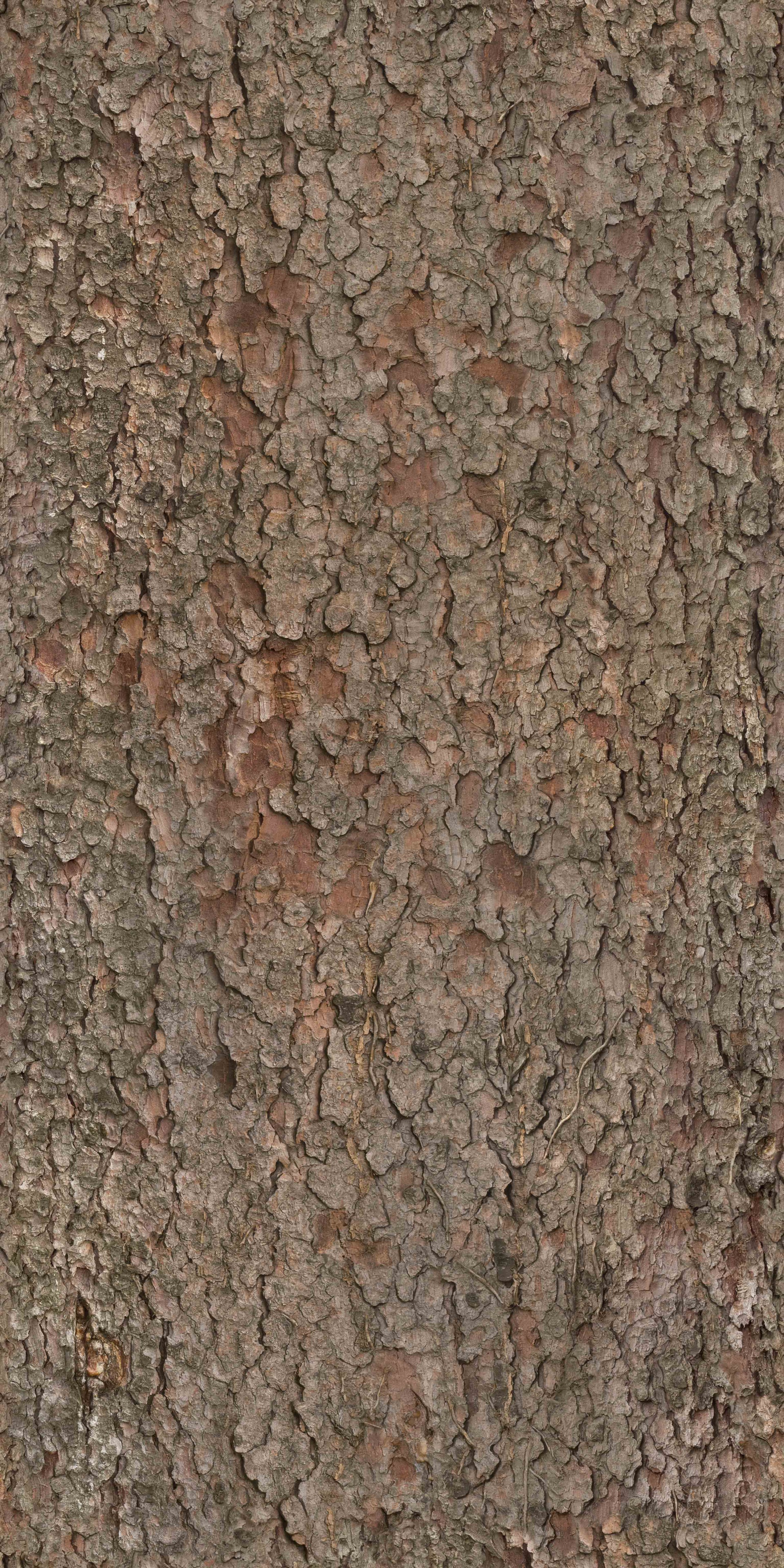 BarkBrown013_COL_6K.jpg