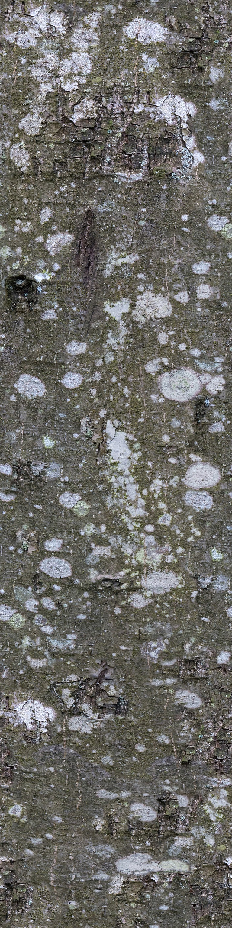 BarkDeciduous003_COL_VAR1_3K.jpg