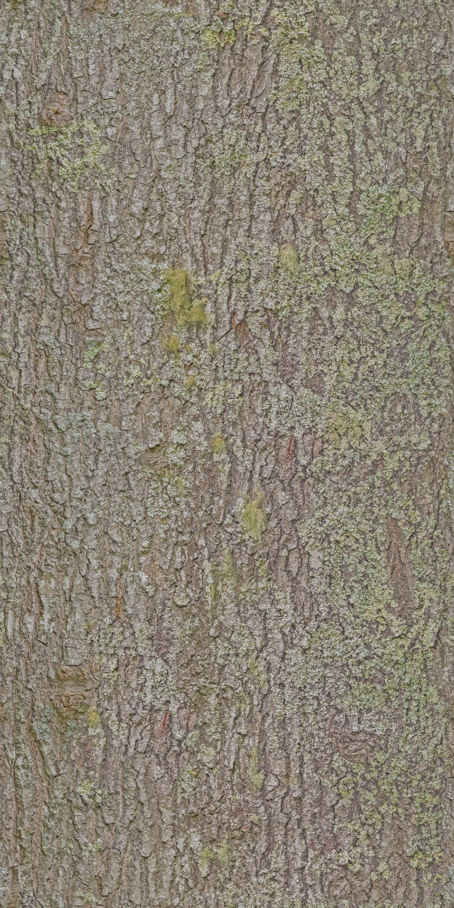 BarkDeciduous007_COL_6K.jpg