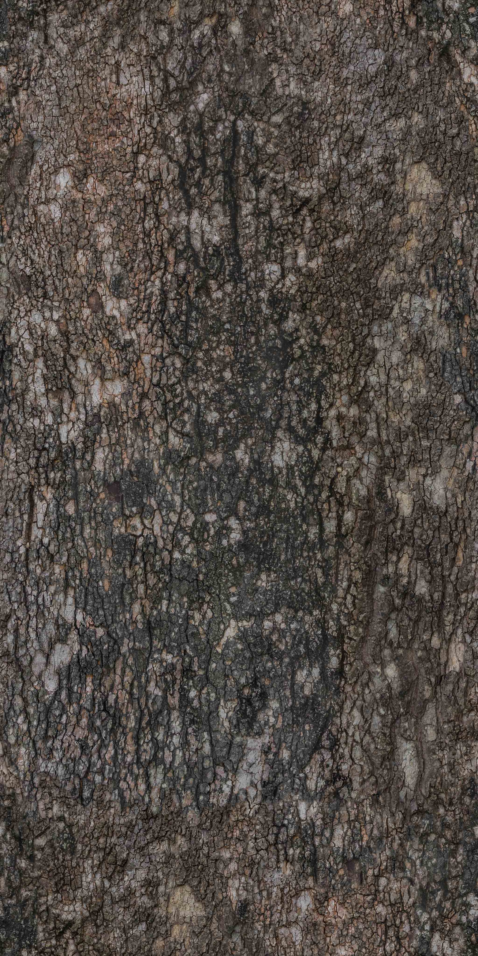 BarkDeciduous011_COL_4K.jpg