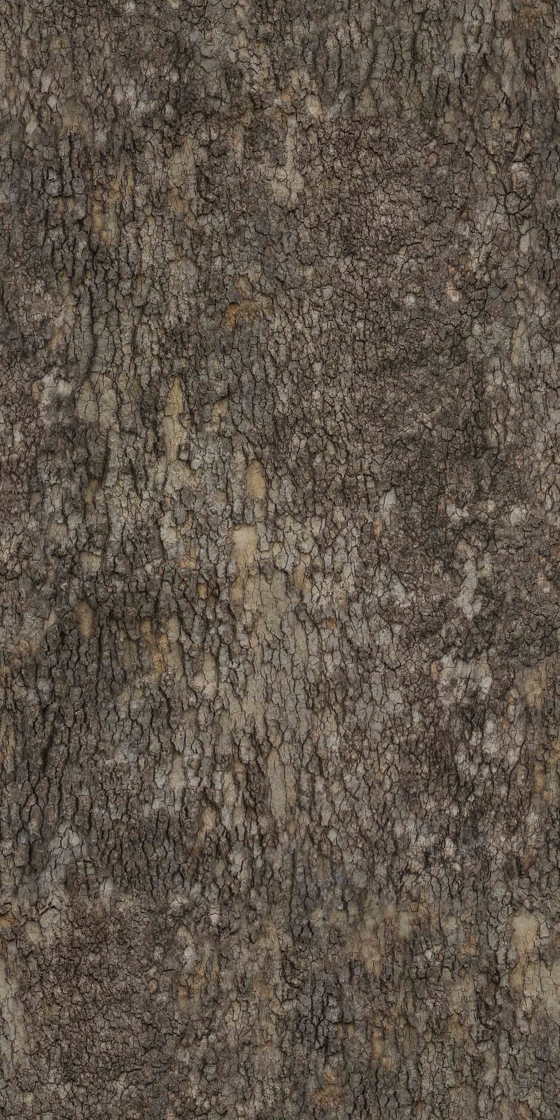 BarkDeciduous012_COL_4K.jpg