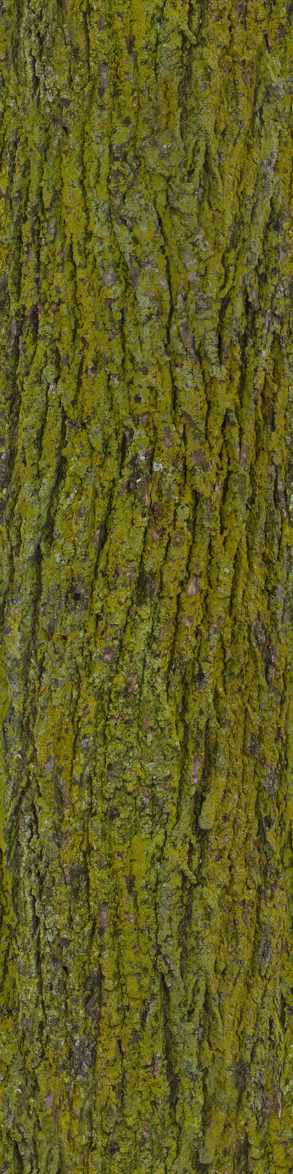 BarkMossyFull003_COL_4K.jpg