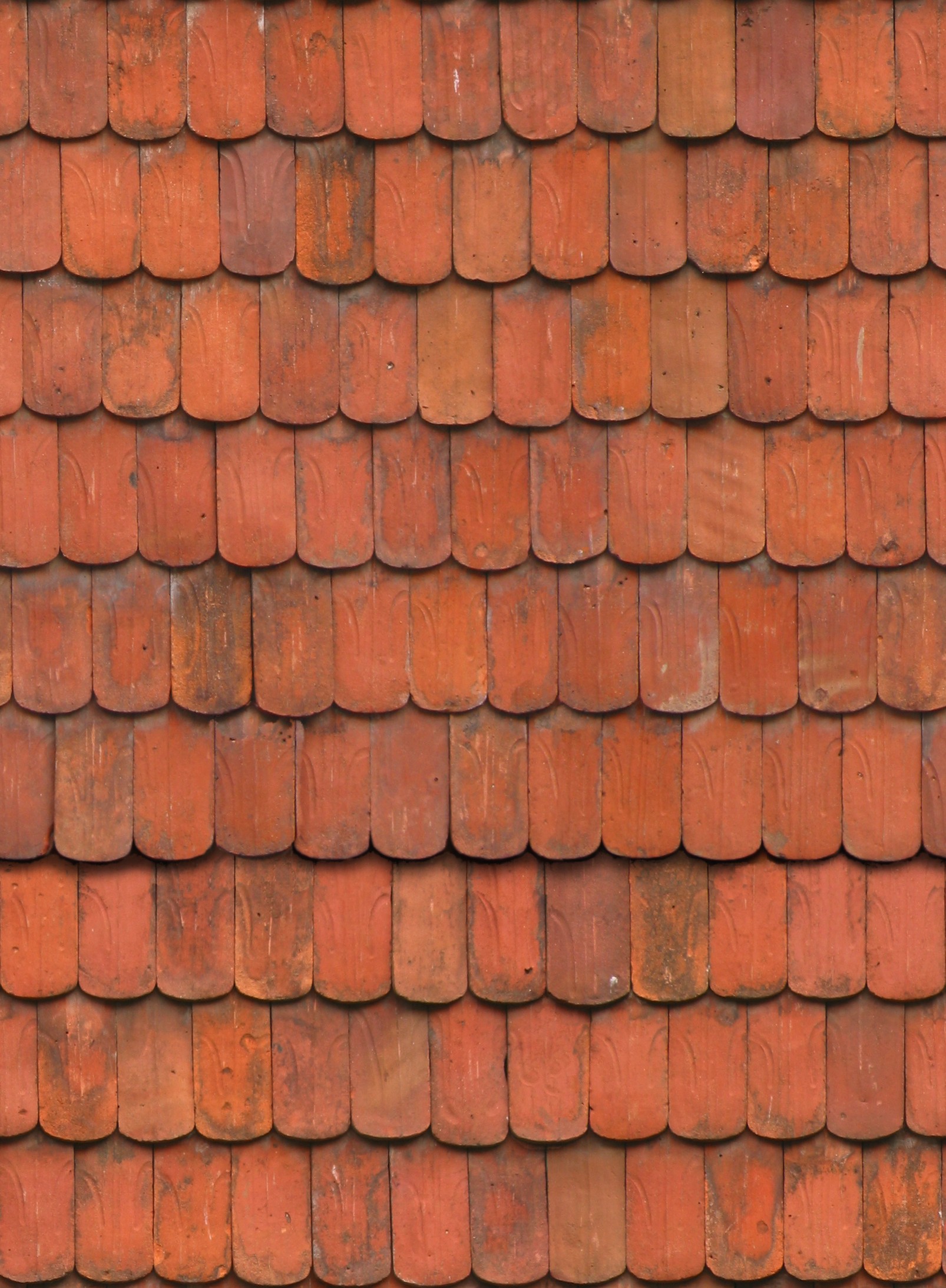 BeaverTail_Clay_alt_01.jpg