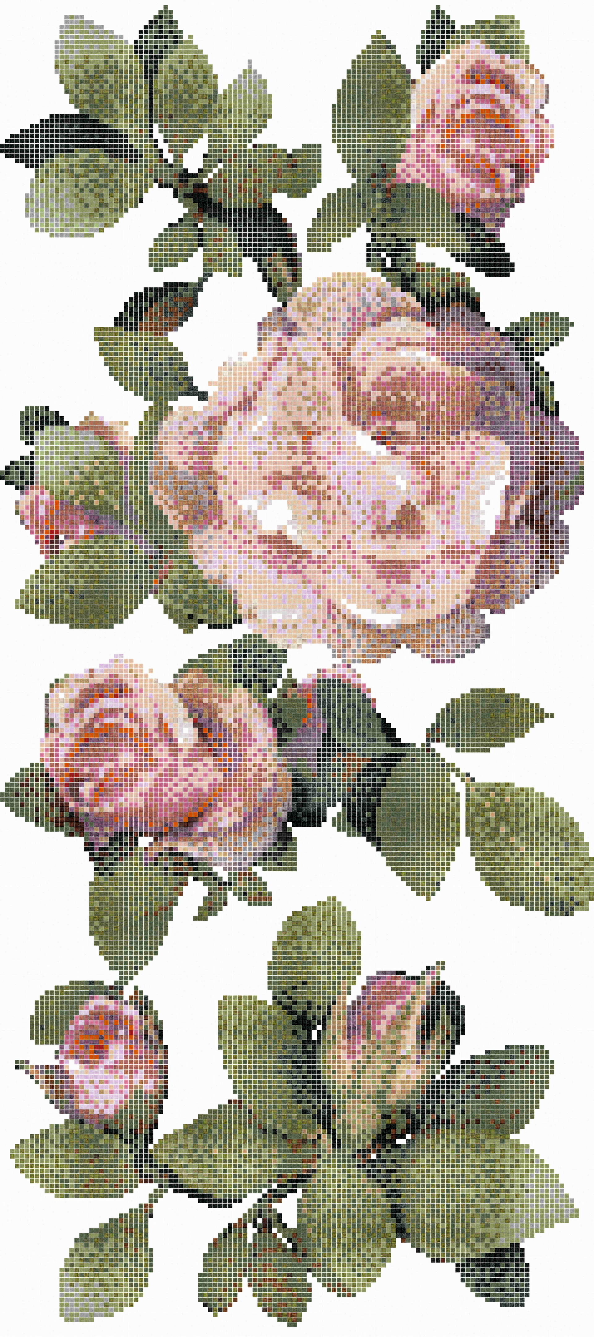 Springrose Bianco B_ͼ.jpg