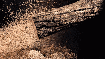 ΢ňDƬ_20190423190518.gif