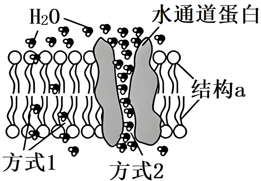 1774921092471364.jpeg 水通道蛋白.jpeg