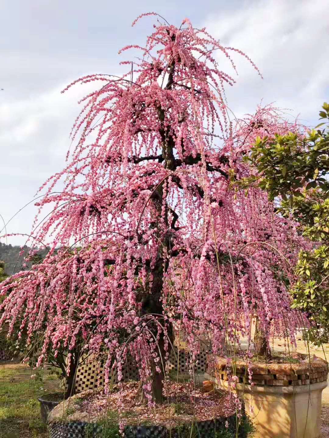 八重垂樱,八重垂枝樱_福建优胜樱花基地(台湾牡丹樱花树,福建山樱花