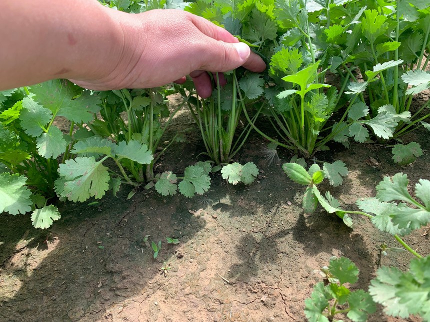 芹菜播种机又是怎么回事呢_气吸精量播种机 蔬菜播种机