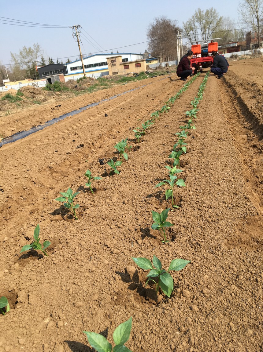 芹菜播种机又是怎么回事呢_气吸精量播种机 蔬菜播种机