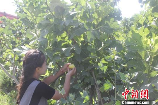 �޻����ջ񼾵��ˣ���ũ��ժ�޻���������˩�� ��