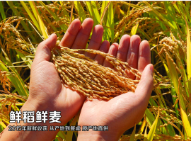粮食安全:跳出农业说发展