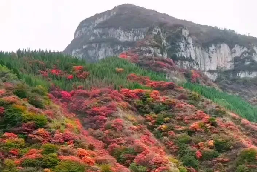 1763016563636365.png 青州黄花溪.png