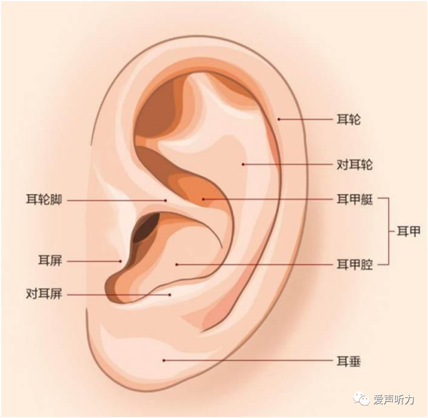 1691916529705112.png 正常外耳.png