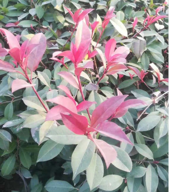 1608781006794868.png 微信图片_20201224104501.png