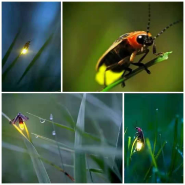 1619320398605048.png 流萤飞舞,满目星光——记4.23世界读书日阅读课(1)659.png