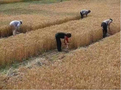 1622686451198091.jpg file0001.jpg