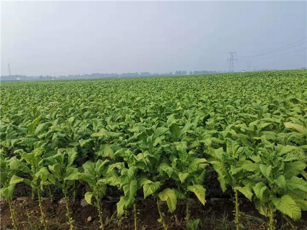 1623304428870653.png 1.png