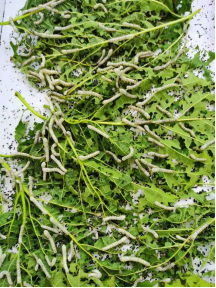 1623920477719112.png 养蚕记——新乡市获嘉县亢村镇郭堤小学劳动课实录(二)(1)254.png