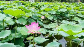 1624845727902639.png 宜阳县张坞镇元过小学  宋海洋(4)(1)10.png