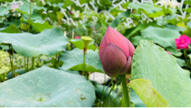 1624845766263844.png 宜阳县张坞镇元过小学  宋海洋(4)(1)1351.png