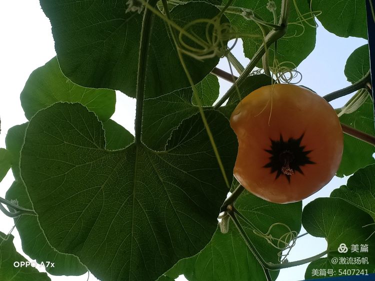 1625793457458636.jpg 2.jpg