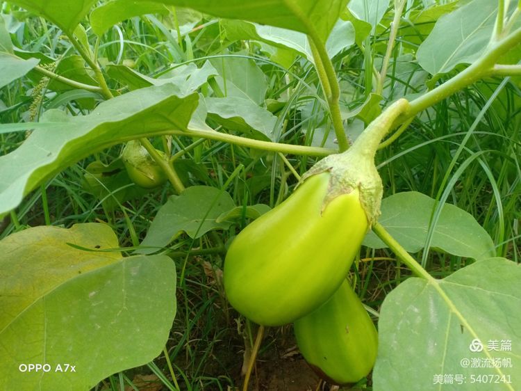 1625793473214460.jpg 3.jpg