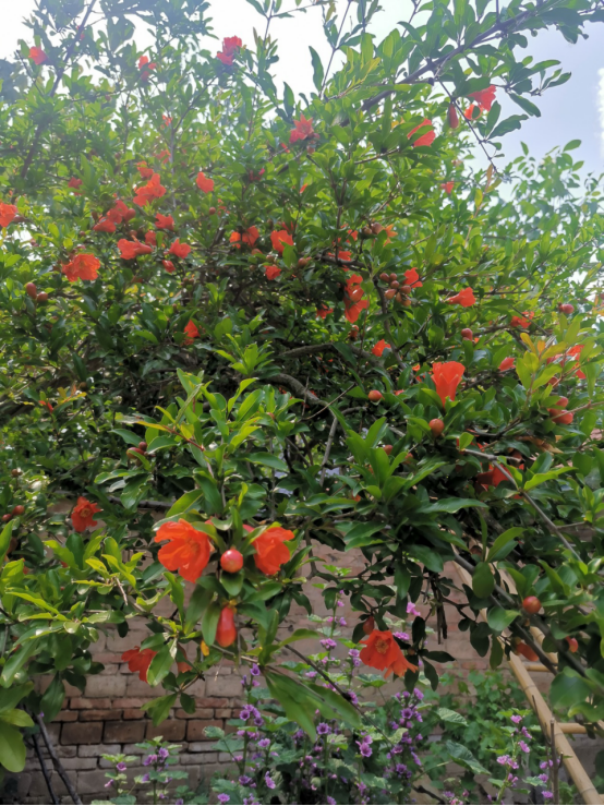 1626144029367467.png 父母的庭院(1)8.png