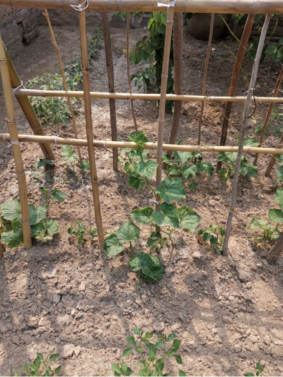 1626144046101493.png 父母的庭院(1)1346.png